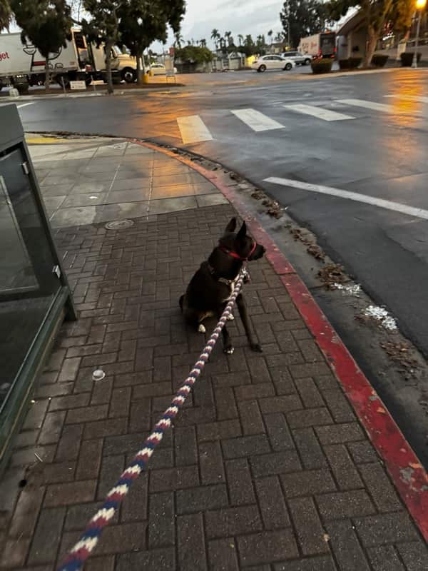 A picture of a black dog named Bowie sitting, taken on November 3 2024 at 5:55 am